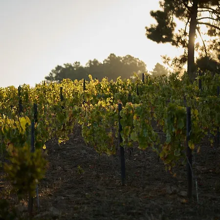 Quinta Da Castanha, Pintahouse, Douro Valley Vakantiehuis *